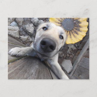 Hi There carte postale Doggy