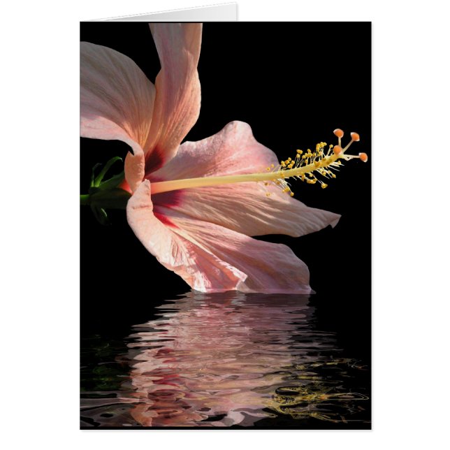 Hibiscus (Devant)