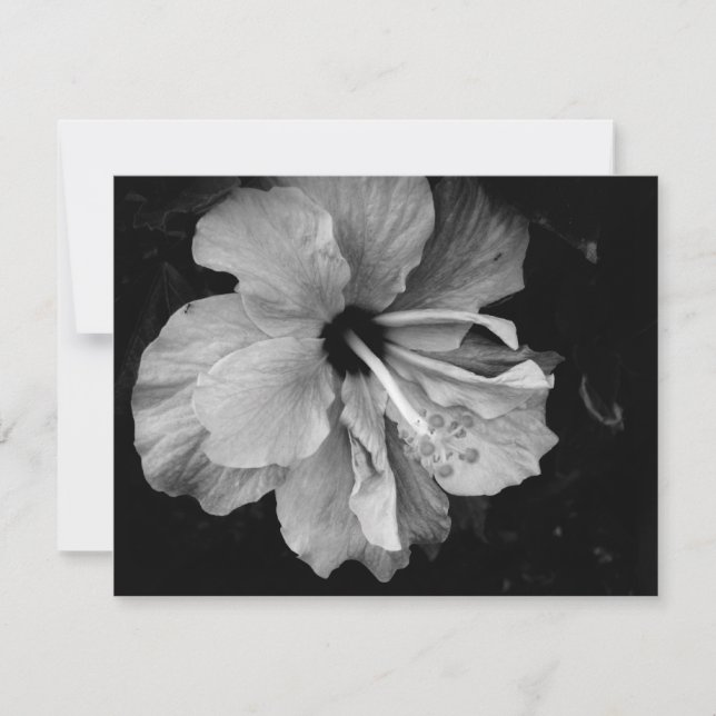 Hibiscus (Devant)
