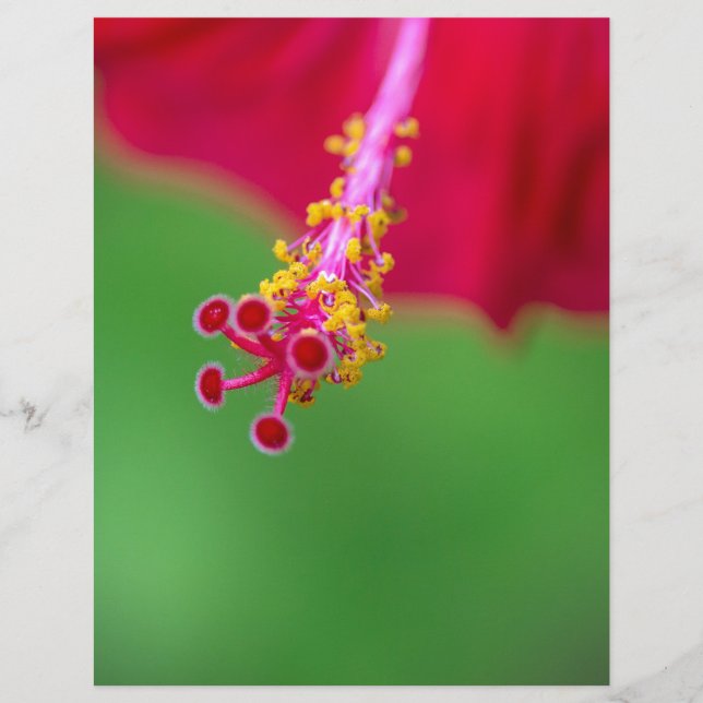 hibiscus (Devant)