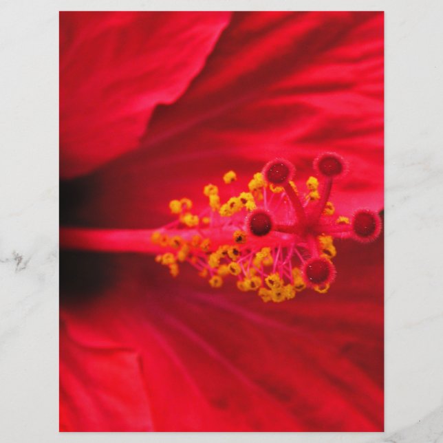 Hibiscus (Devant)