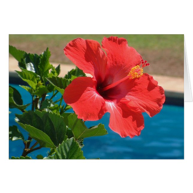 Hibiscus (Devant horizontal)