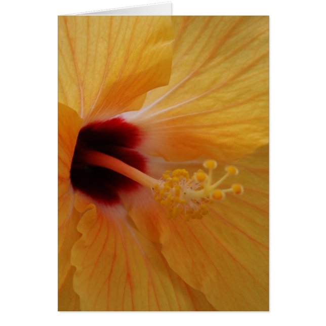 Hibiscus61 (Devant)