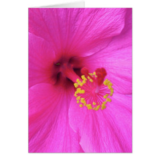 Hibiscus à Magenta