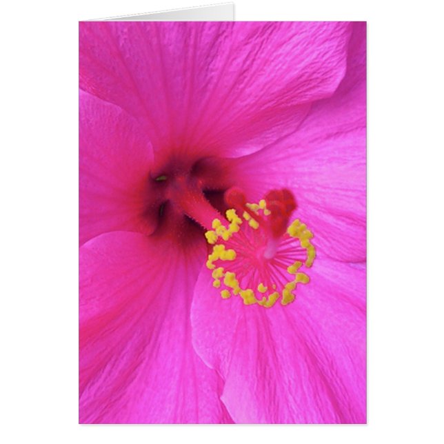 Hibiscus à Magenta (Devant)