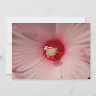 Hibiscus Agrandir la reproduction photographique