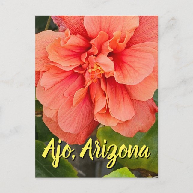 Hibiscus Bloom Double Pêche, Carte Postale d'Arizo (Devant)