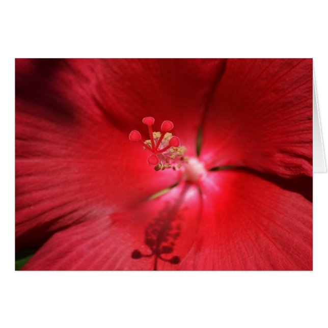 Hibiscus chaud rouge (Devant horizontal)