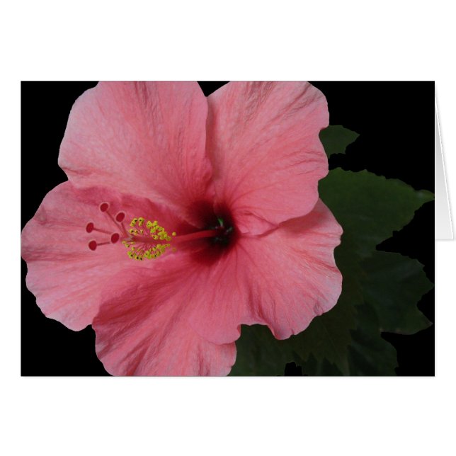 Hibiscus du corail (Devant horizontal)