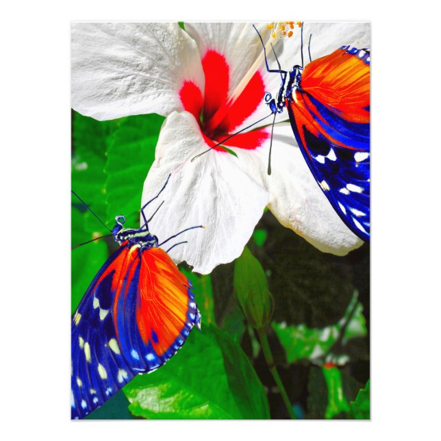 Hibiscus fleur avec Tiger Longwing Poster brillant (Devant)