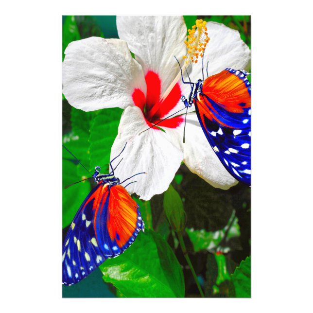 Hibiscus fleur avec Tiger Longwing Poster brillant (Devant)