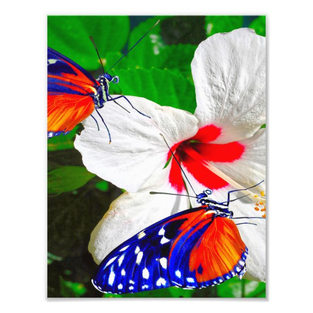 Hibiscus fleur avec Tiger Longwing Poster brillant (Devant)