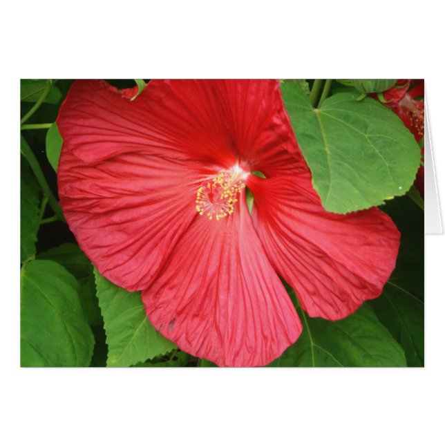 Hibiscus Flower Bright Magenta (Devant horizontal)