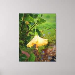 Hibiscus gouttes d'eau de rosée Toile enveloppée