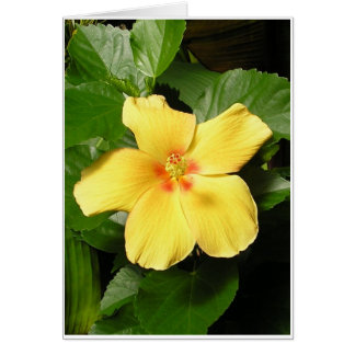 Hibiscus jaune