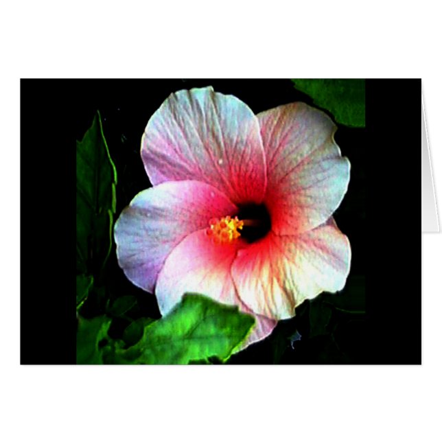 Hibiscus jGibney Le Musée Zazzle (Devant horizontal)