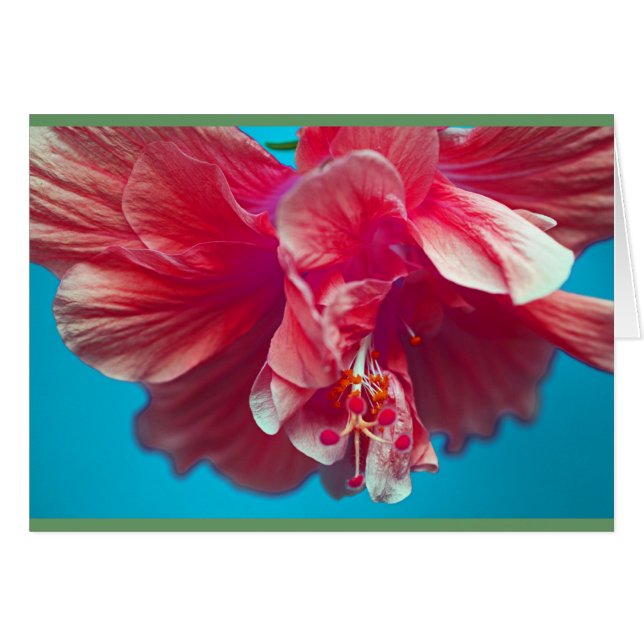 hibiscus luxuriant (Devant horizontal)