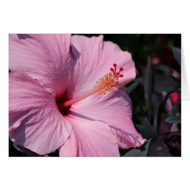 Hibiscus rose (Devant horizontal)