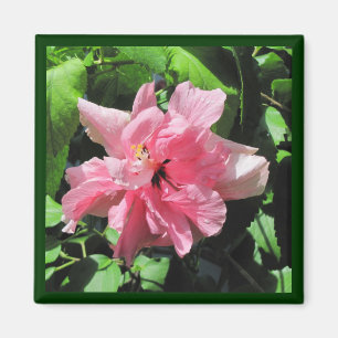 Hibiscus rose double avec aimant Raindrops