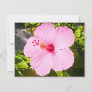 Hibiscus rose Fleur tropicale