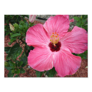 Hibiscus rose Floral Fleur Nature Photo Imprimer A