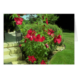 Hibiscus rouge géant