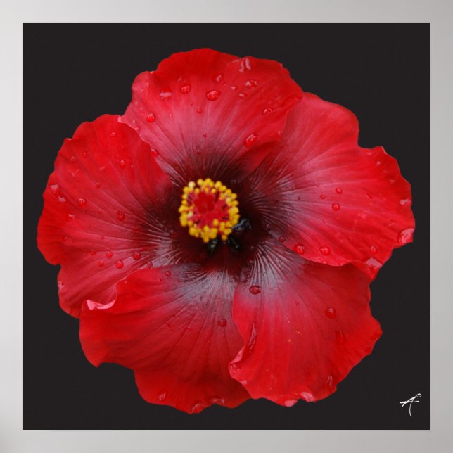 Hibiscus rouge ; Impression en toile (Devant)