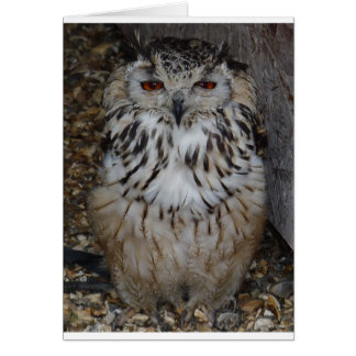 hibou1