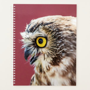 Hibou 2024