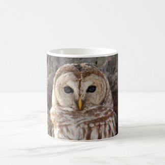 Hibou barré dans la tasse d'arbre