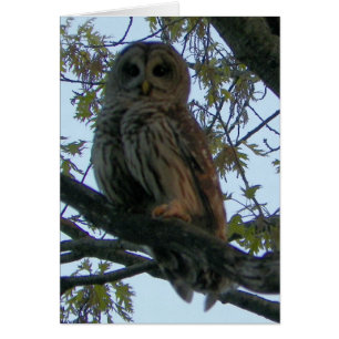 Hibou barré (hibou de huée)