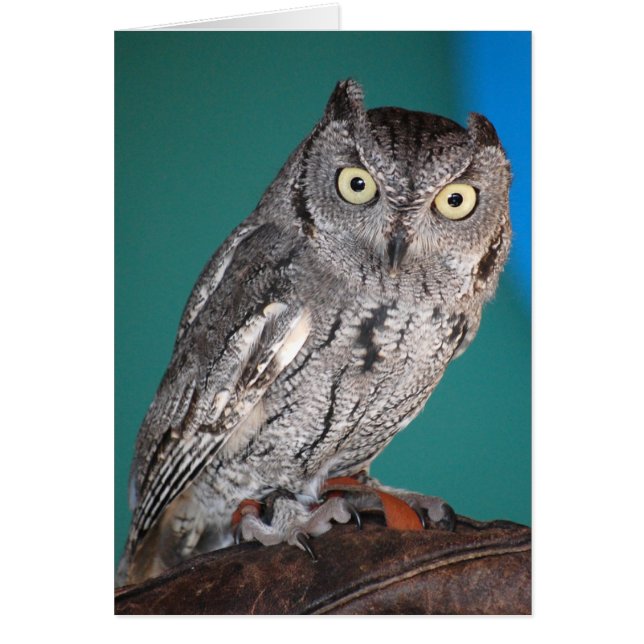 Hibou de cri strident (Devant)
