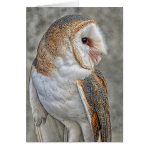 Hibou de grange