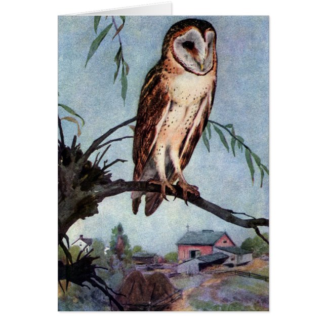 Hibou de grange, ferme et grange (Devant)