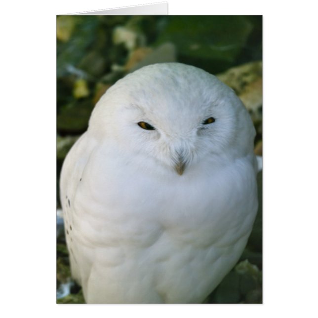 Hibou des neiges (Devant)