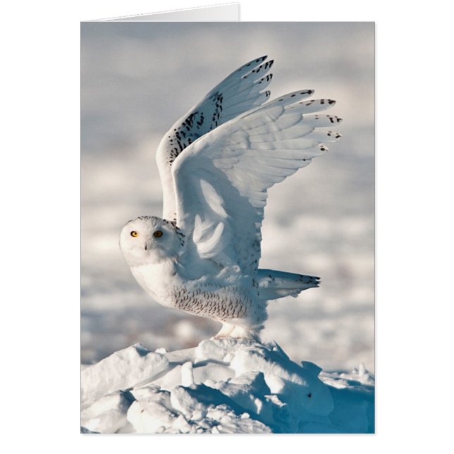 Hibou des neiges décollant de la neige (Devant)