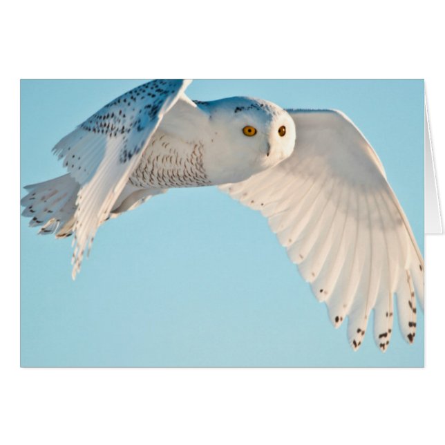 Hibou des neiges en vol (Devant horizontal)
