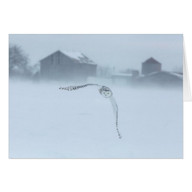Hibou des neiges en vol en hiver (Devant horizontal)