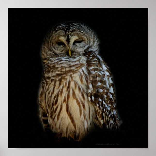 Hibou dormant impression (Devant)