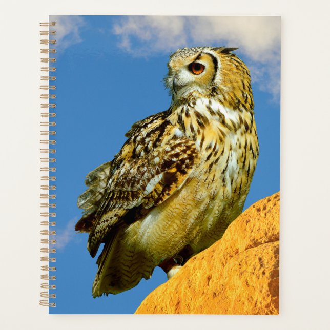 Hibou grand-duc eurasien (Devant)