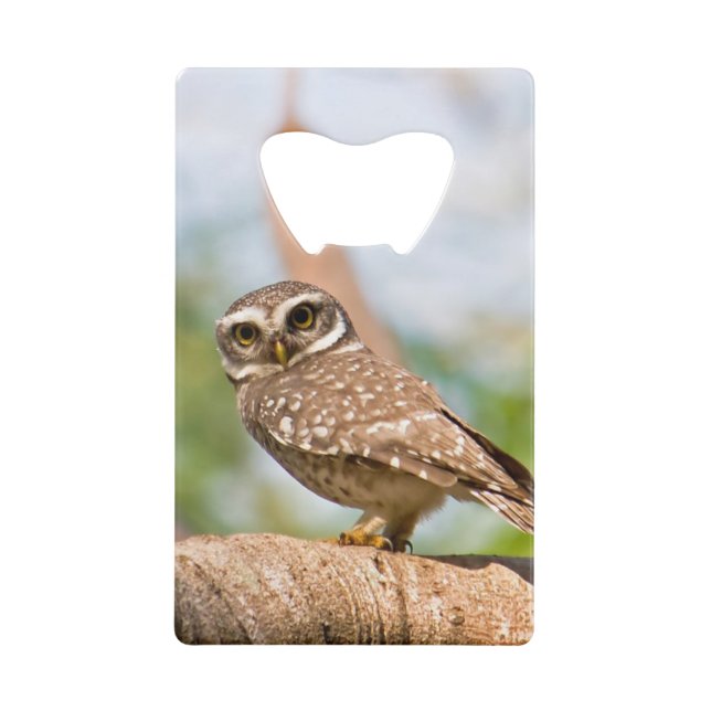 Hibou repéré sur le vol de matin (Devant)
