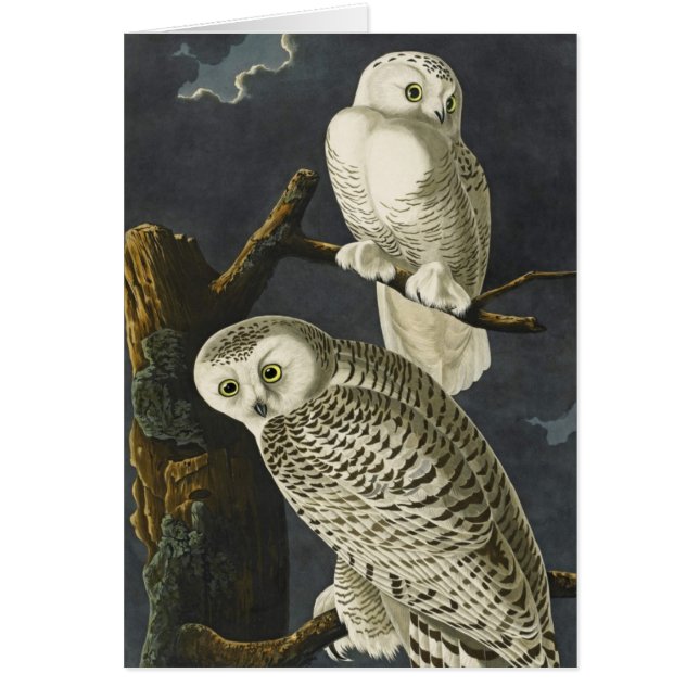 Hiboux de Milou d'Audubon (Devant)