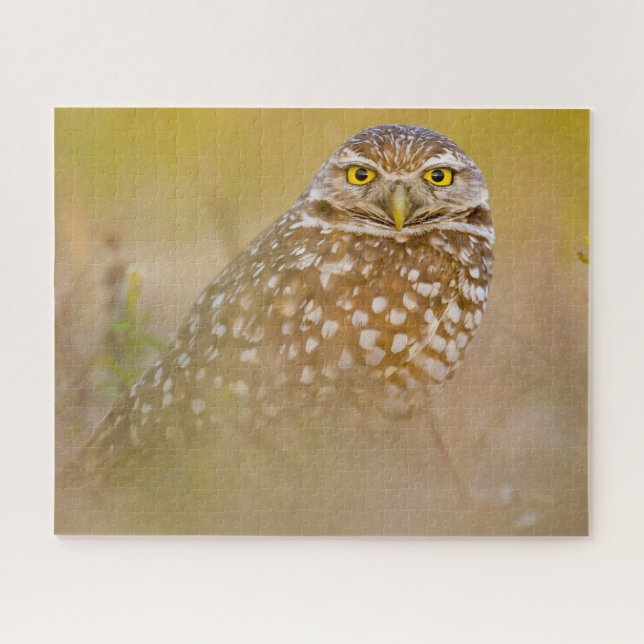 Hiboux - Oiseaux de Proie. Puzzle (Horizontal)