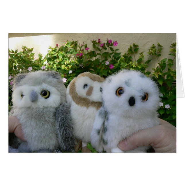 Hiboux quatre heures (Devant horizontal)