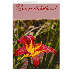 Hier Lily Après La Pluie