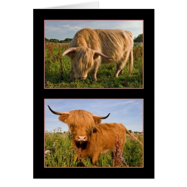 Highland Cattle (Devant)