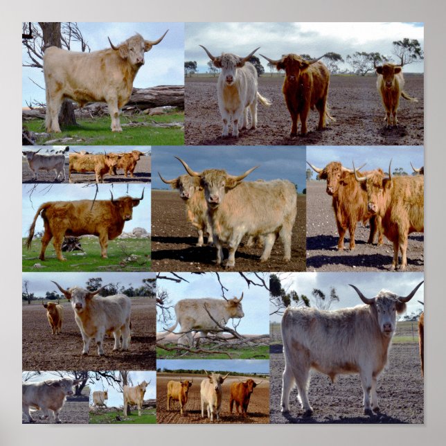 Highland Cow Photo Collage, Poster (Devant)