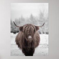 Highland Cow Scotland Poster Russe Farm