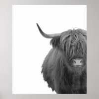 Highland Cow Scotland Russe noir blanc Poster