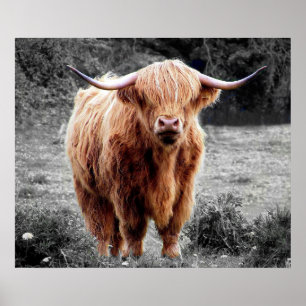 Highland Cow Scotland Russe Poster noir blanc